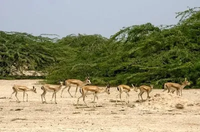@Babak Taghvaee - The Crisis Watch: I call on CENTCOM to be careful when bombing Khark Island. Bombing vegetation and sand in the middle of the island might serve as political pressure on the Islamic regime of Iran from your point of vi
