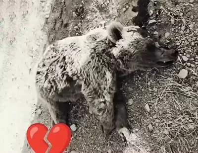 @✡︎𝐋𝐢𝐯𝐞𝐈𝐫𝐚𝐧𝐍𝐞𝐰𝐬🇮🇷🇮🇱: 🚨🦀  
We’ll take the sad story of the killing of the famous Seblan bear, we promise it was an Agha-zadeh who had a craving for bear skin; a devout mother who’s a total bitch, or a hunter connected to