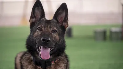 @Open Source Intel: CENTCOM: Military working dogs serve alongside U.S. forces throughout the Middle East, performing a variety of critical missions. They are trusted teammates in protecting American service members from